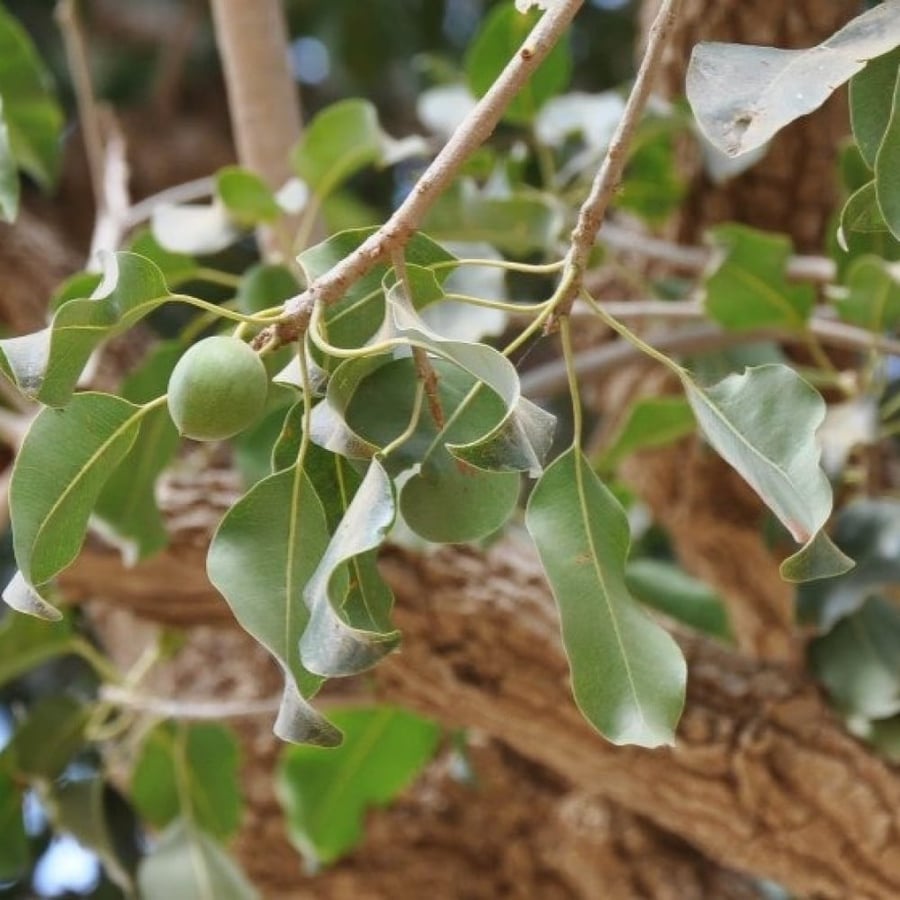 Rare giant Mimusops laurifolia tree seeds