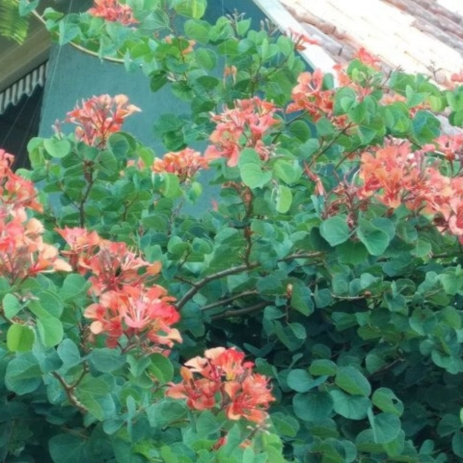 Red Bauhinia shrub seeds