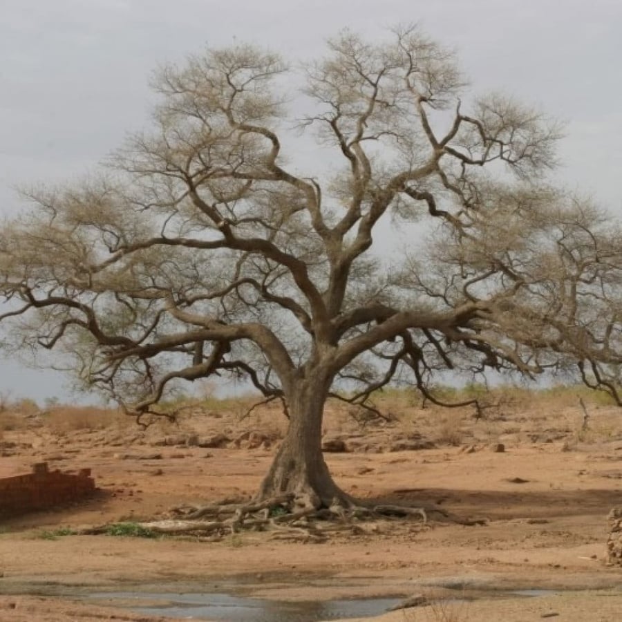 بذور شجرة الحراز النادرة - السنط الابيض ( Faidherbia Albida )