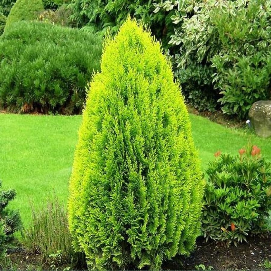 بذور شجيرة الثويا - التويا ( Platycladus orientalis )