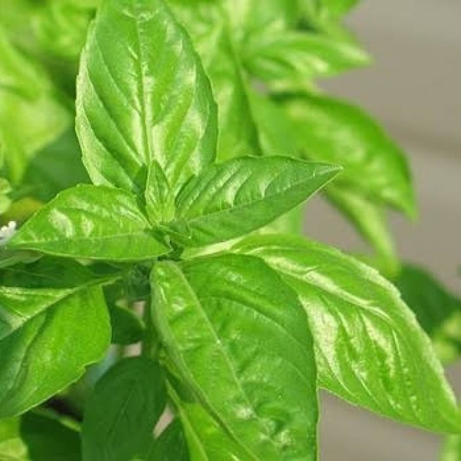 بذور عشبة الحبق ( Ocimum )