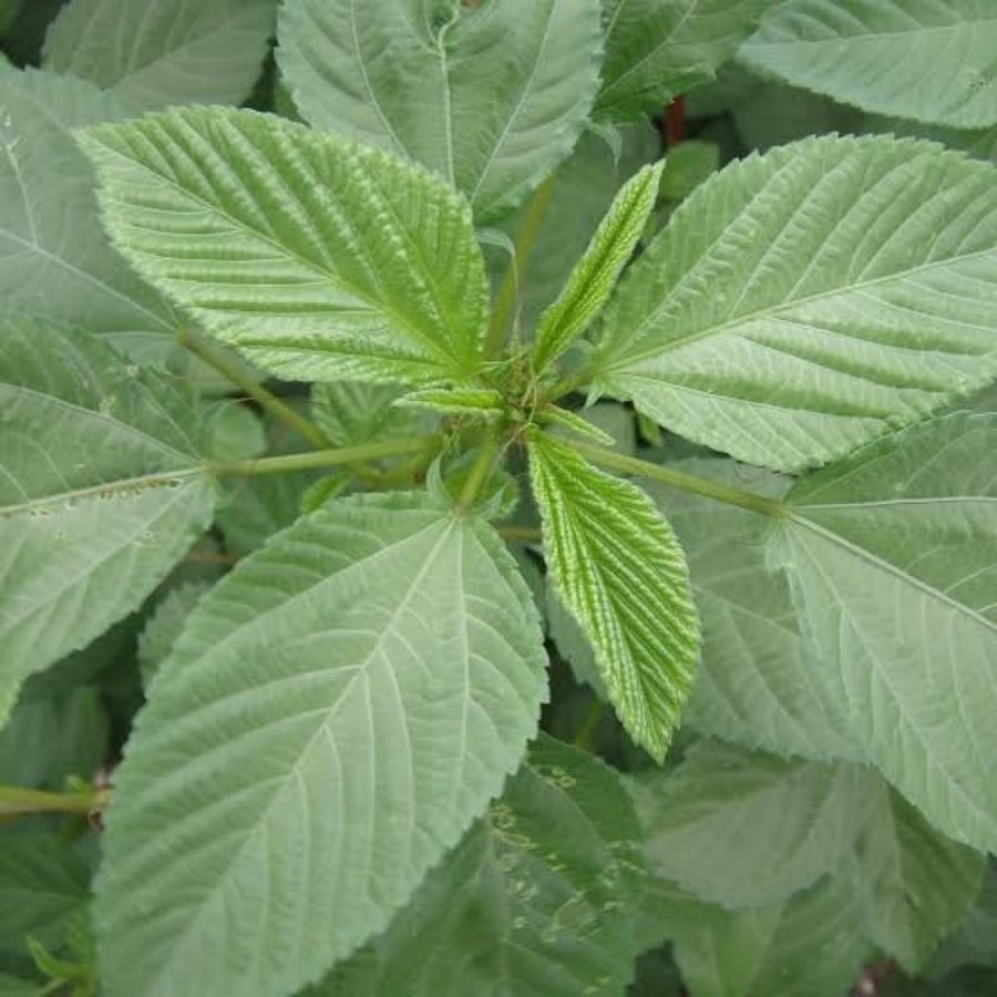 بذور نبات الملوخية ( Corchorus olitorius )