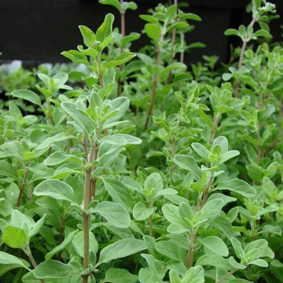 بذور البردقوش الحلو - الوزاب - الدوش ( Origanum majorana )