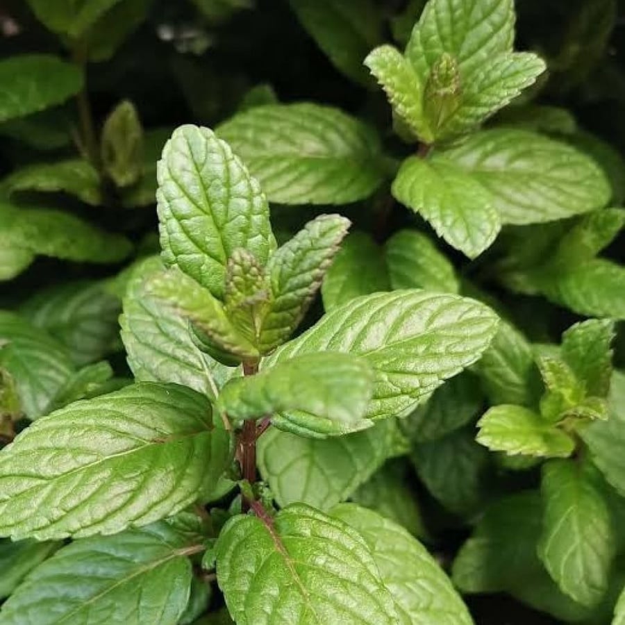 بذور النعناع الاسباني ( Mentha )