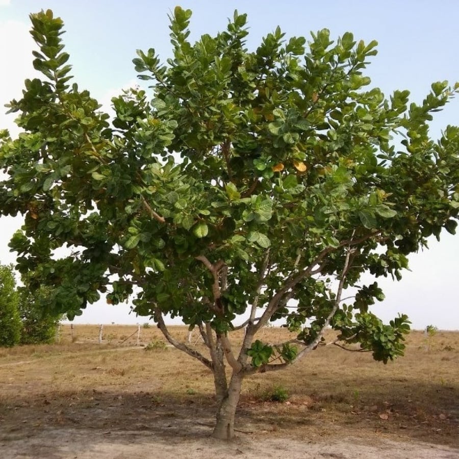 Cashew tree seeds