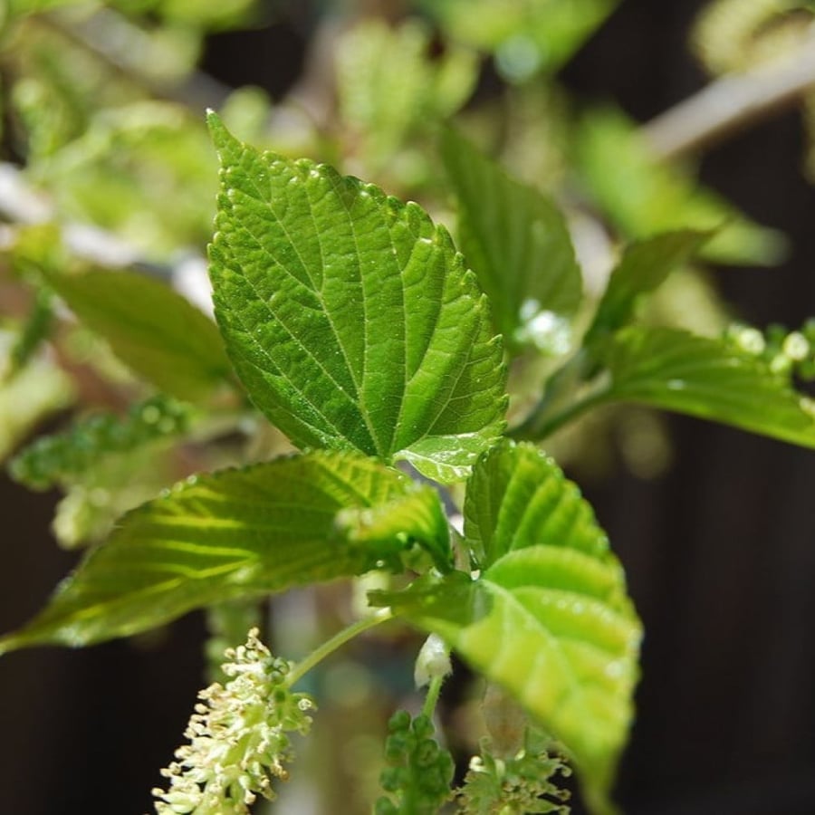بذور شجرة توت القز الأبيض - ألبا ( morus alba )