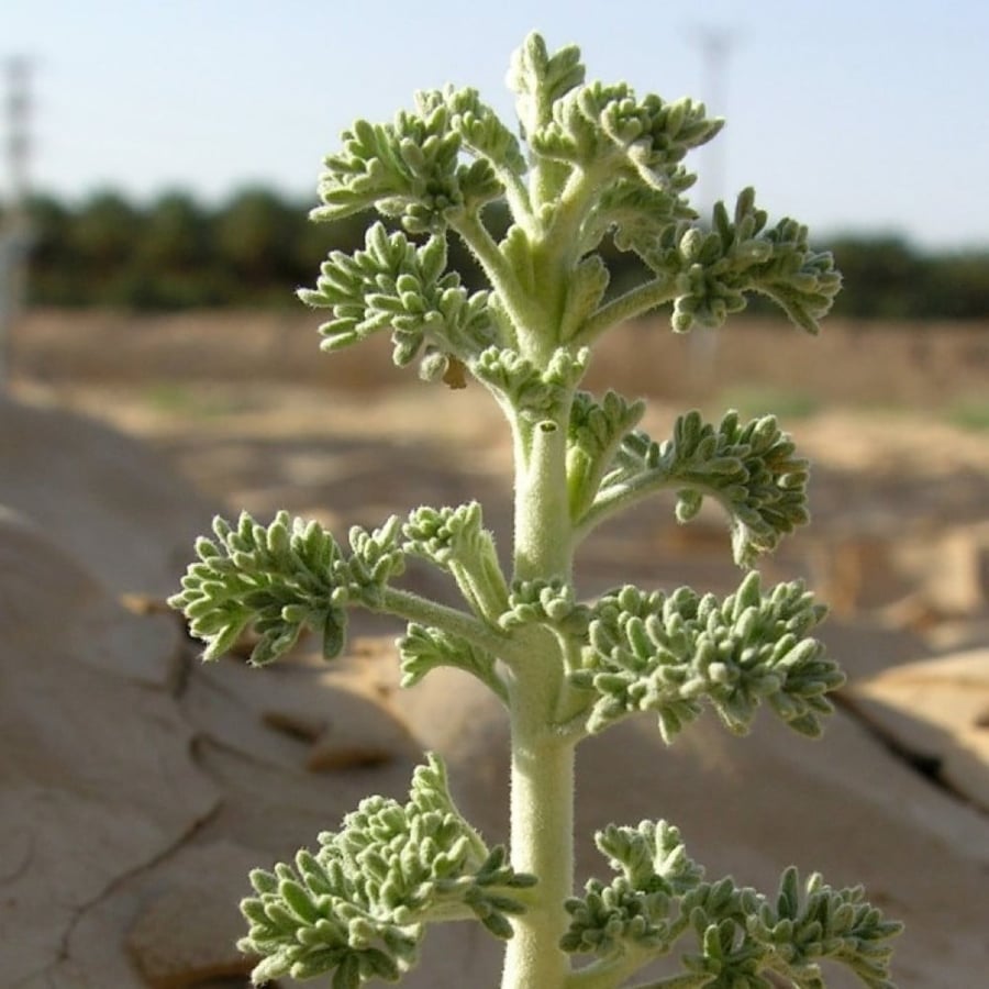 بذور عشبة البعيثران - شيح العطارين ( Artemisia Judaica )