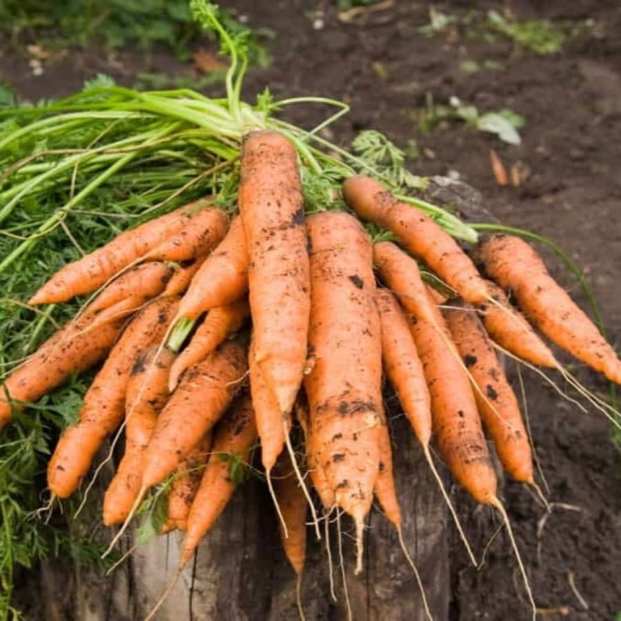 Carrot plant seeds