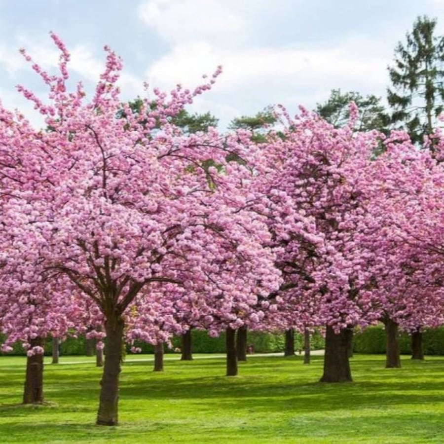 بذور شجرة ساكورا - الكرز الياباني ( Prunus serrulata )