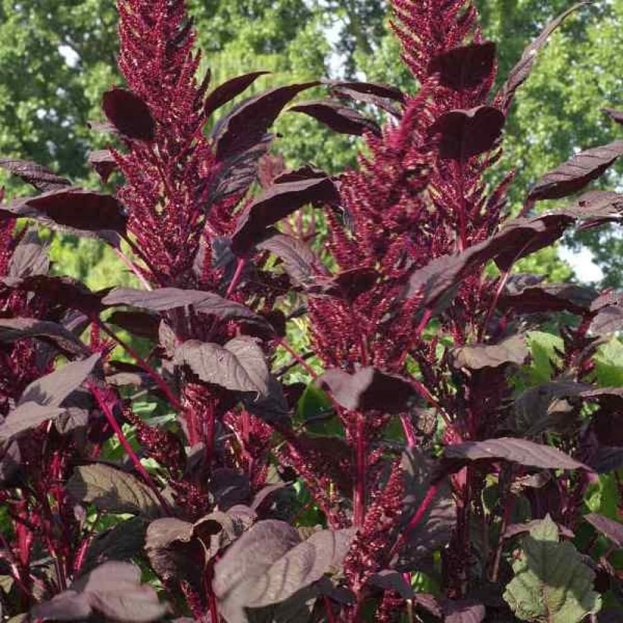 بذور الأمارنتس الأحمر - القطيفة الحمراء ( Amaranthus Cruentus )