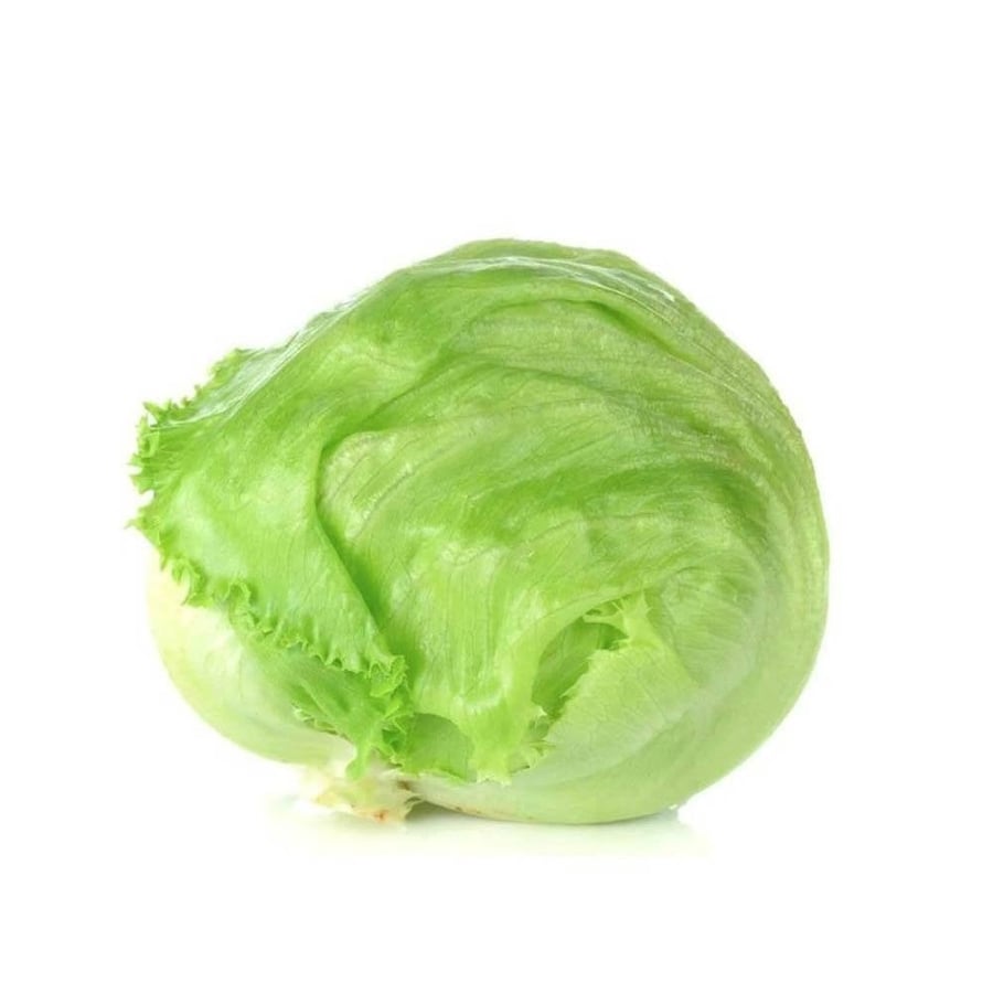 بذور الخس الامريكي ( Crisphead Iceberg Lettuce )