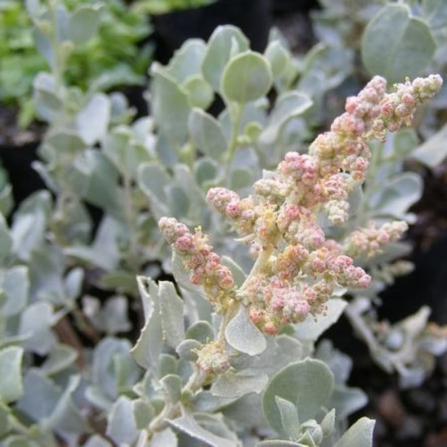 بذور الرغل الاسترالي ( Atriplex nummularia )