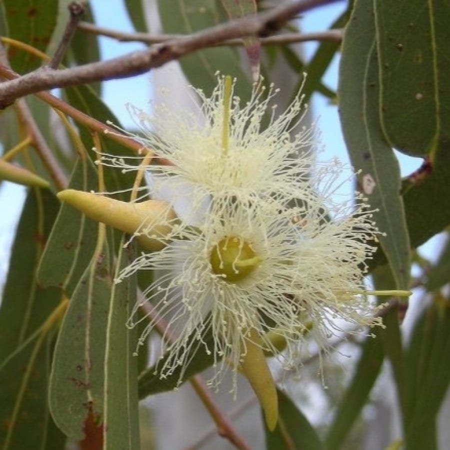 بذور شجرة الكينا - الكين البلدي ( Eucalyptus tereticornis )