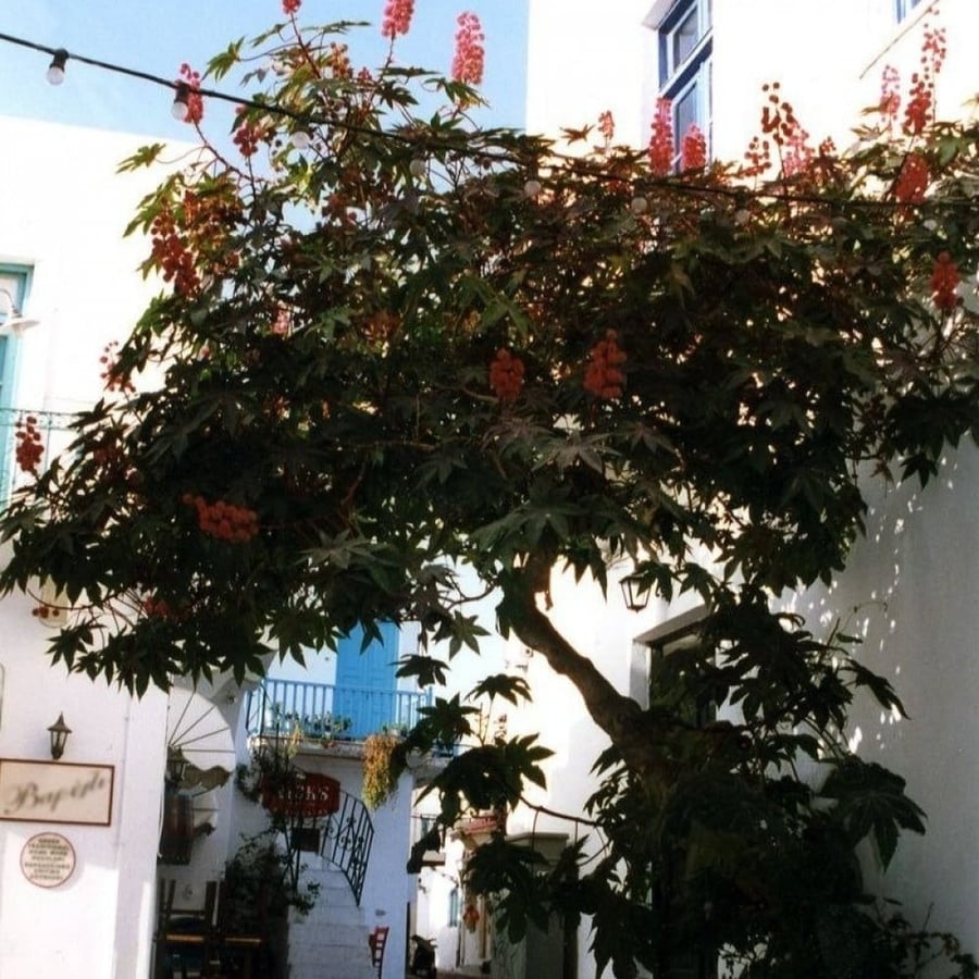 بذور شجرة الخروع ( Ricinus communis )