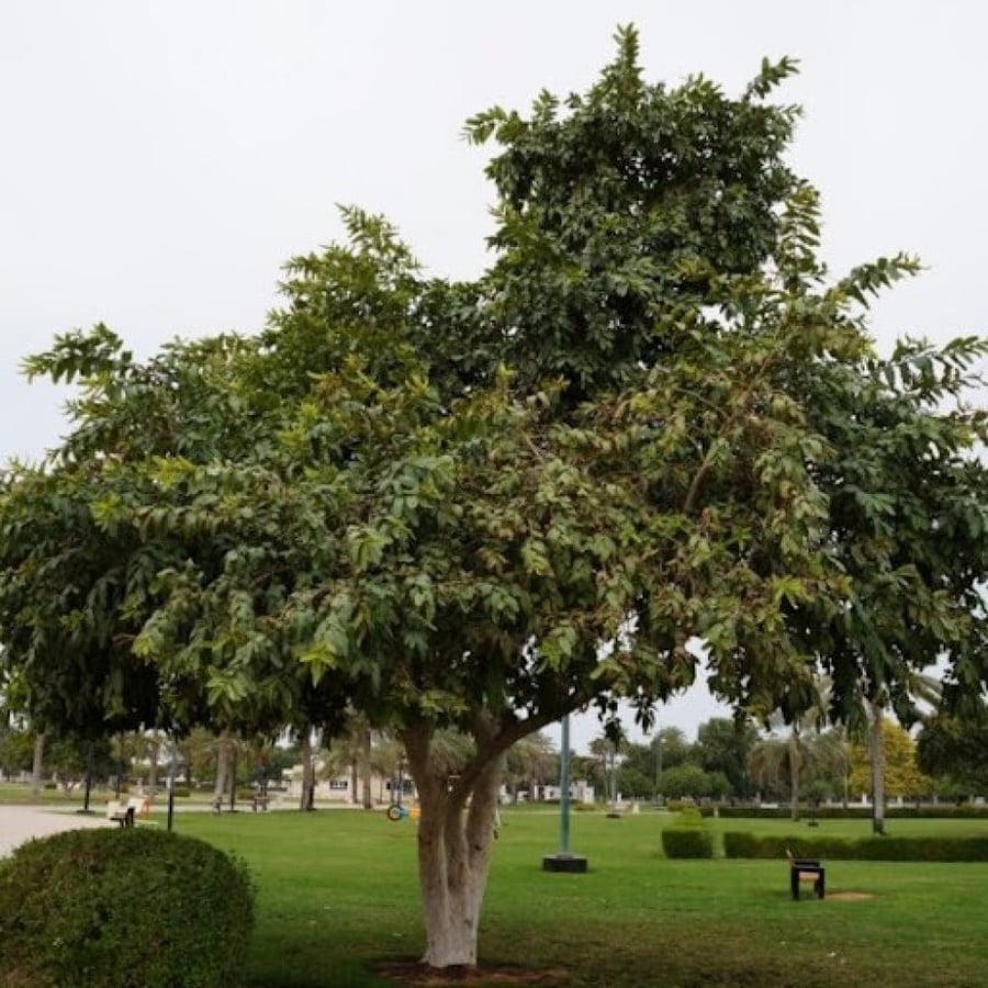 بذور شجرة ترمناليا أرجونا ( Terminalia arjuna )