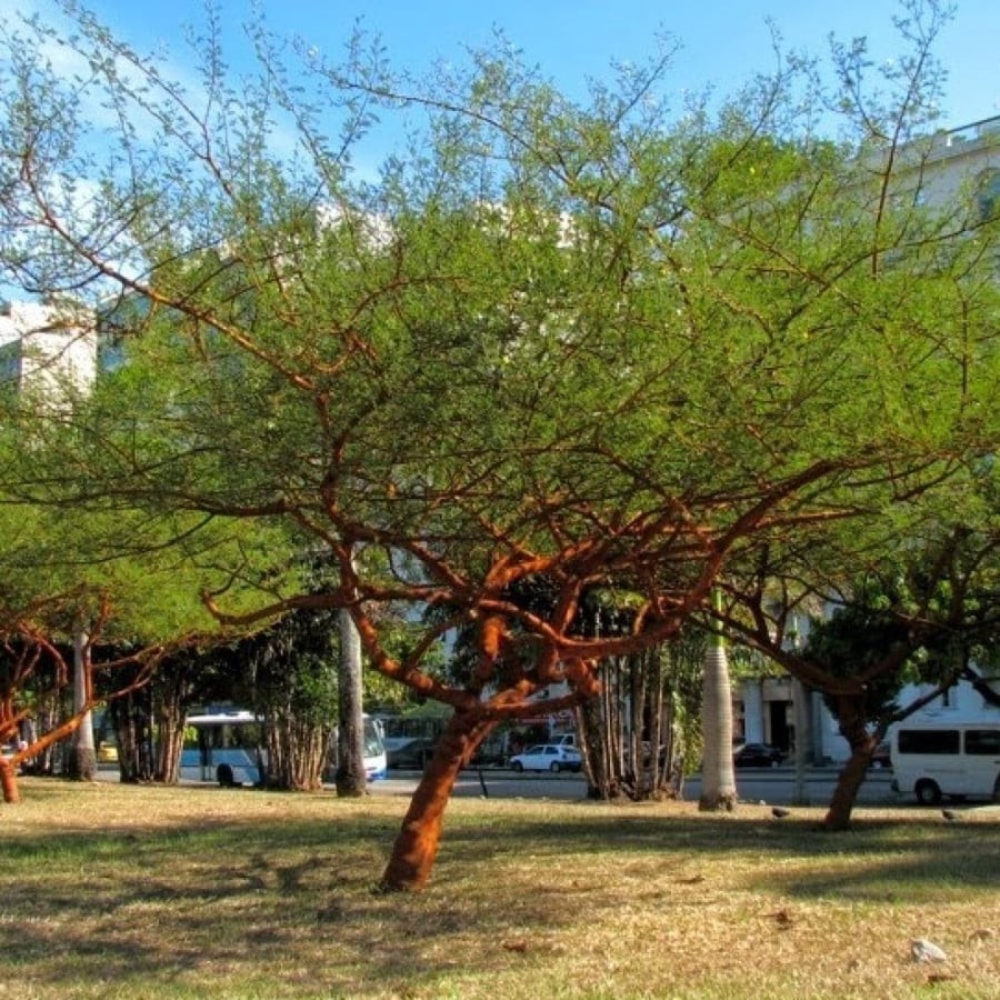 بذور سنط - طلح سيال الأحمر ( Acacia seyal )