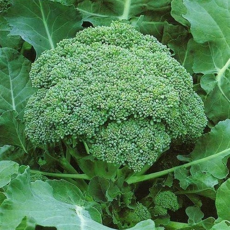بذور بروكلي أخضر ( Brassica oleracea var. italica )