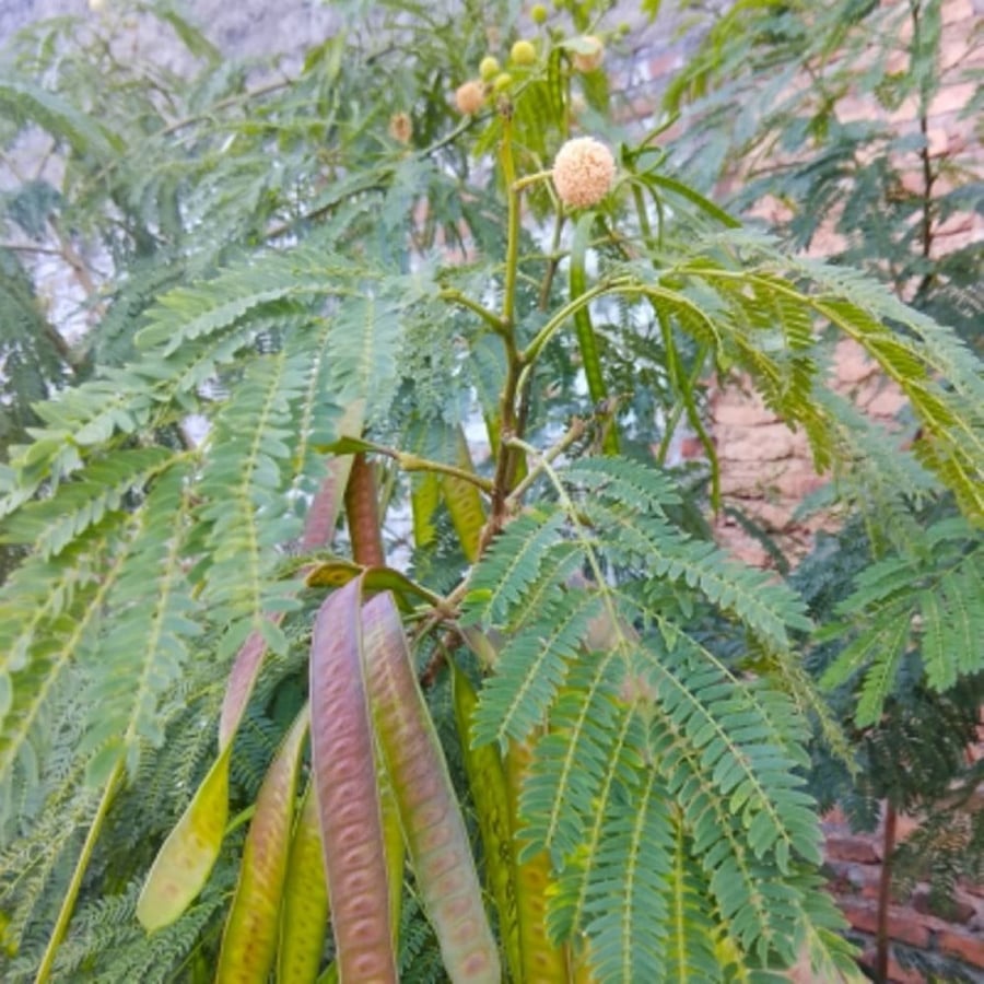 ‫بذور شجرة ليوسينا ( Leucaena leucocephala )‬