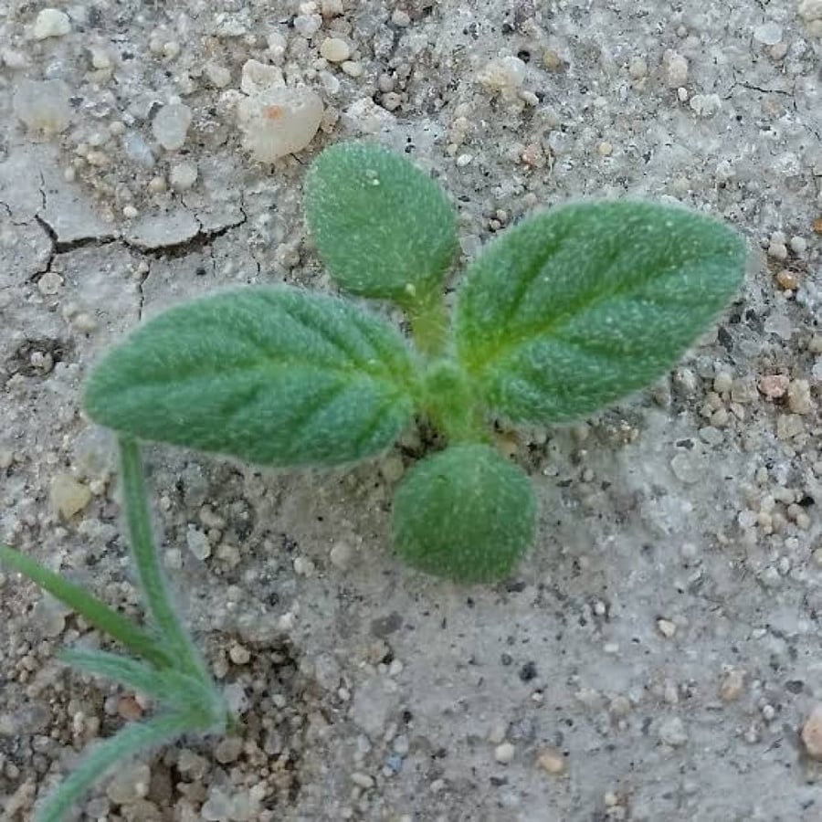 بذور نبات الأرقة - الجريد المصاحب للكمأ أو الفقع ( Helianthemum )