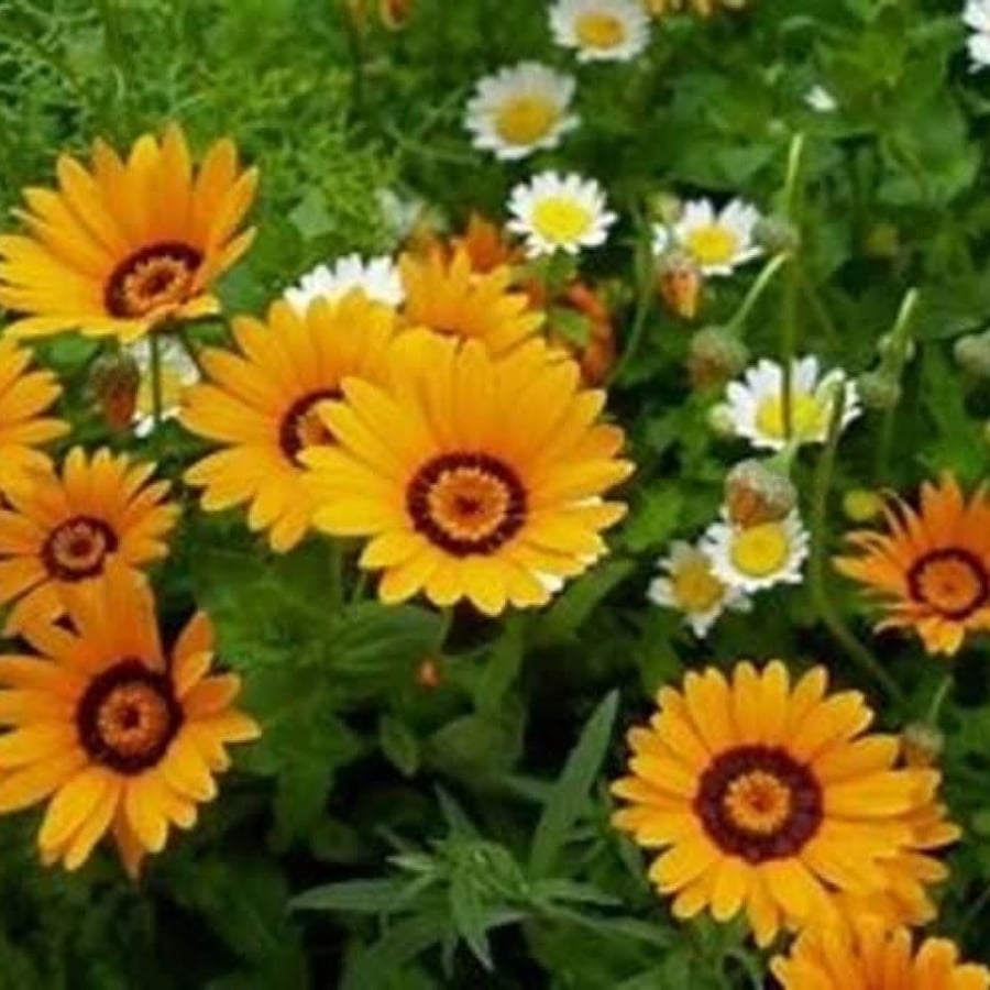 African daisy flower seeds
