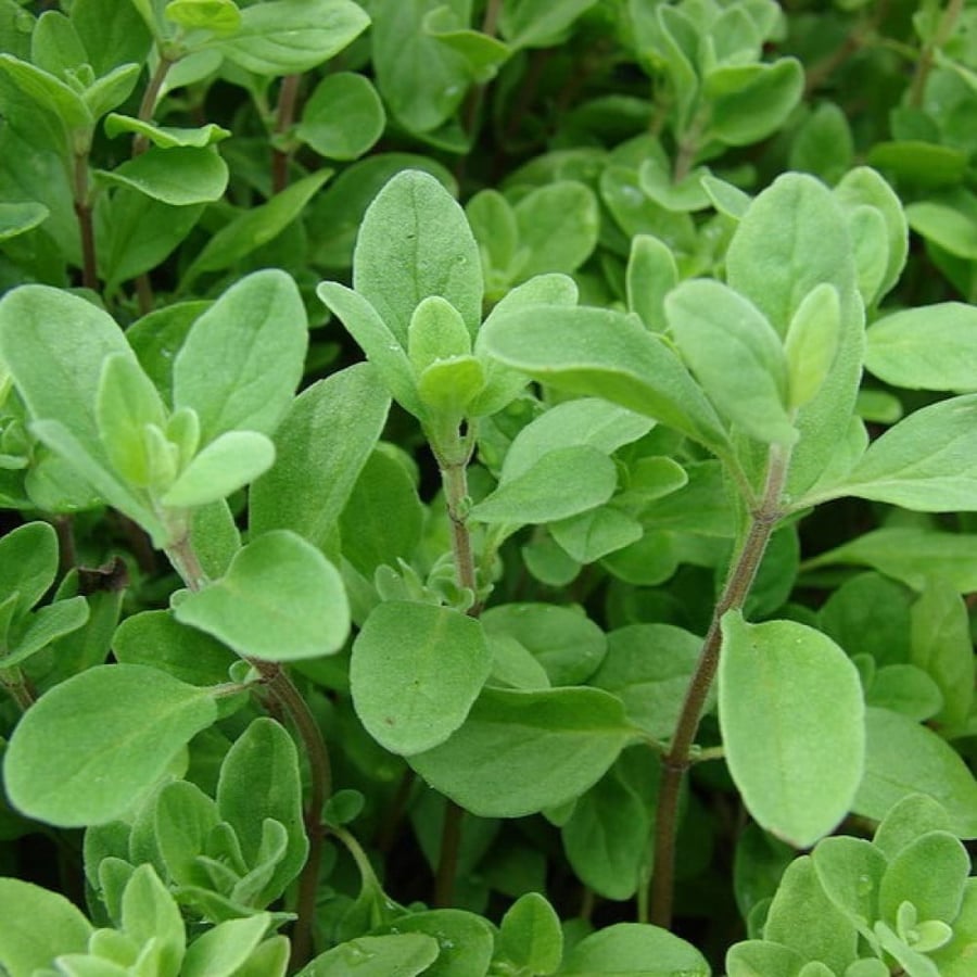 بذور البردقوش الحلو - الوزاب - الدوش ( Origanum majorana )