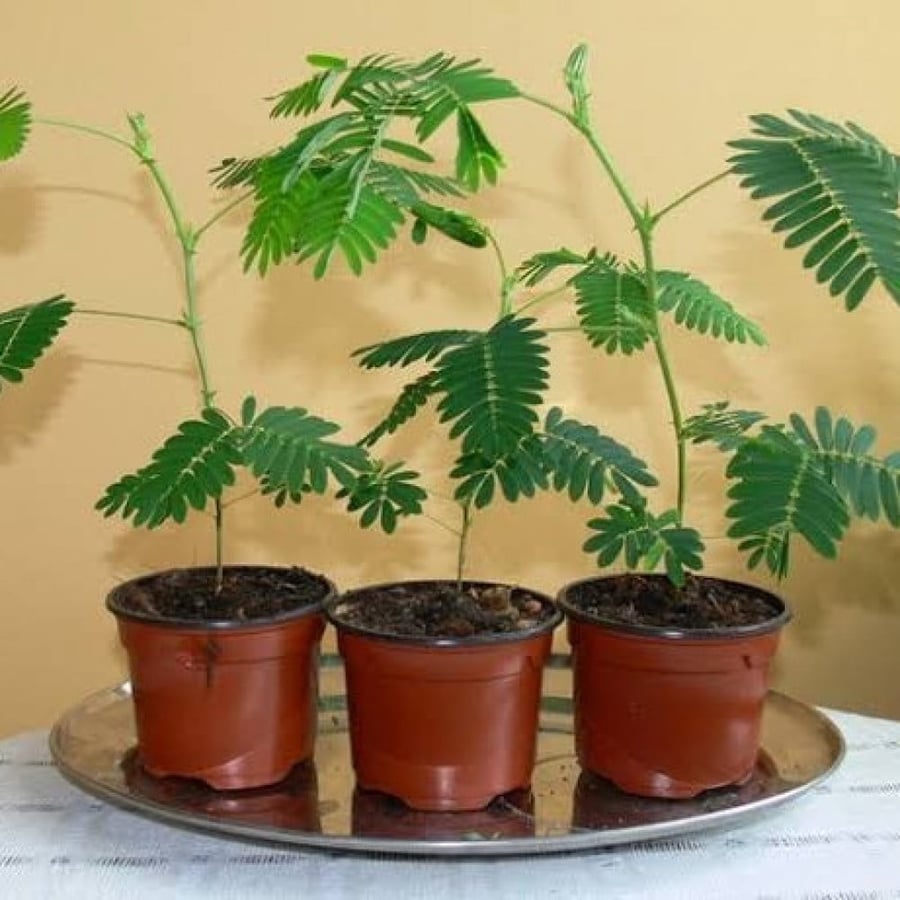 بذور شجيرة الخجولة - ميموزا بوديكا ( Mimosa pudica )