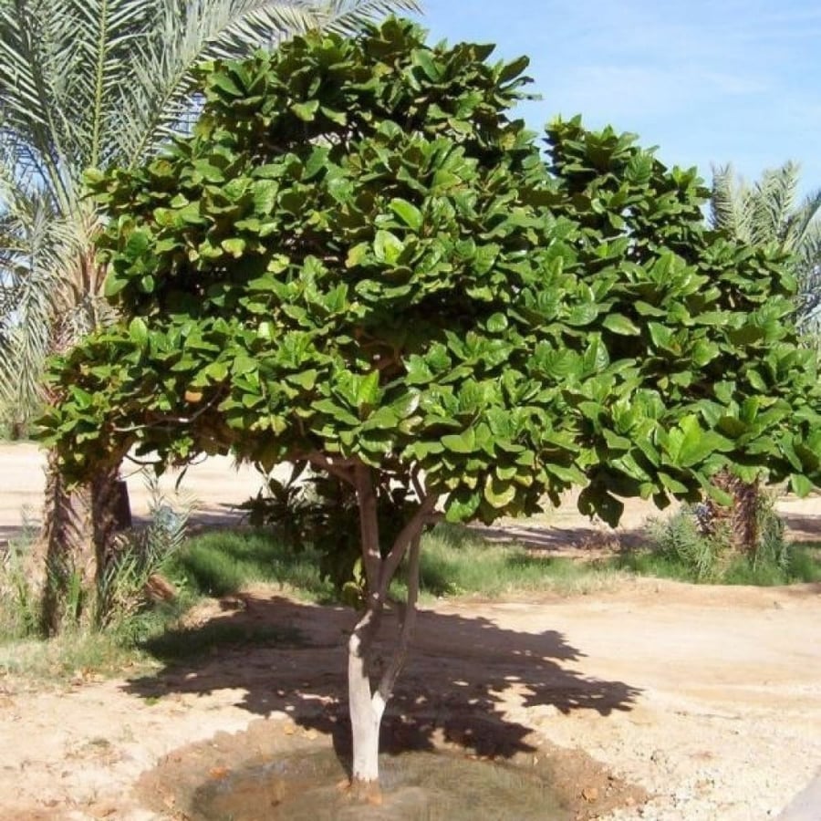 بذور شجرة ترمناليا كاتابا - لوز بحريني ( Terminalia catappa )