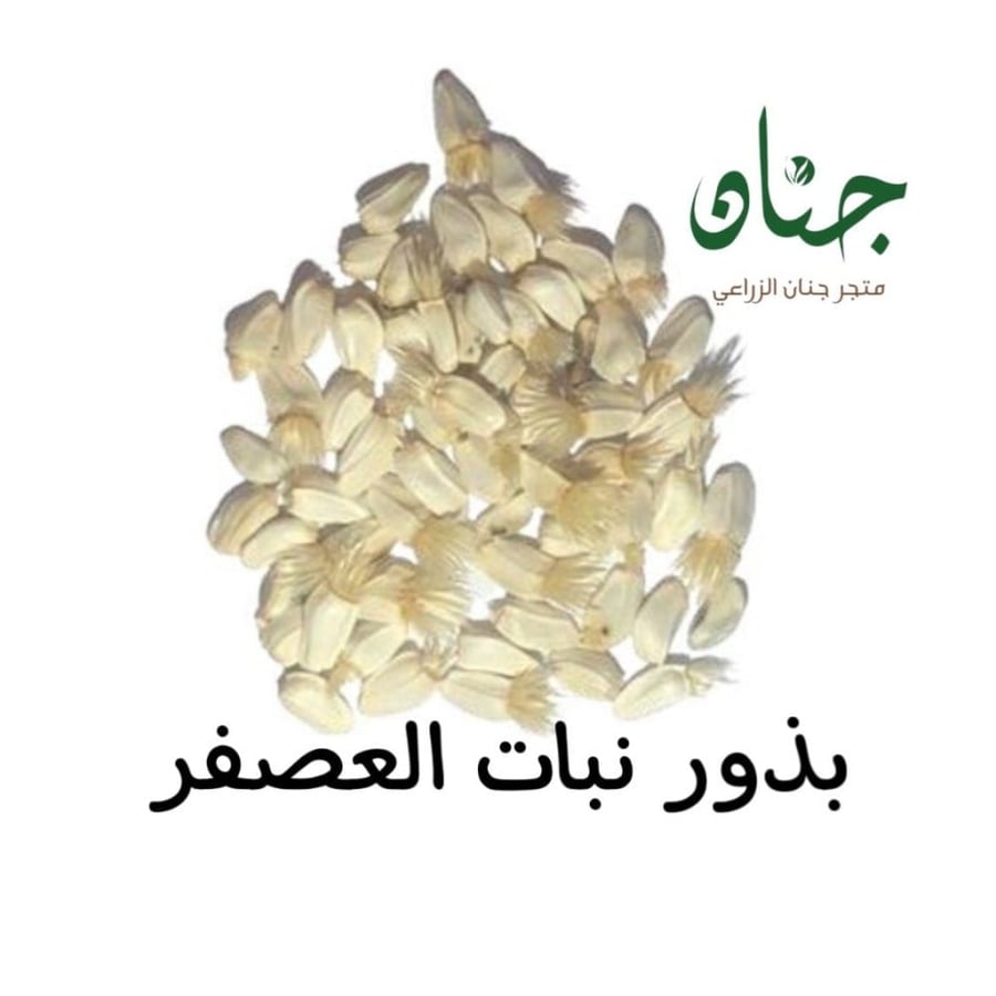بذور نبات العصفر - القرطم - الجرجوم ( carthamus tinctorius )