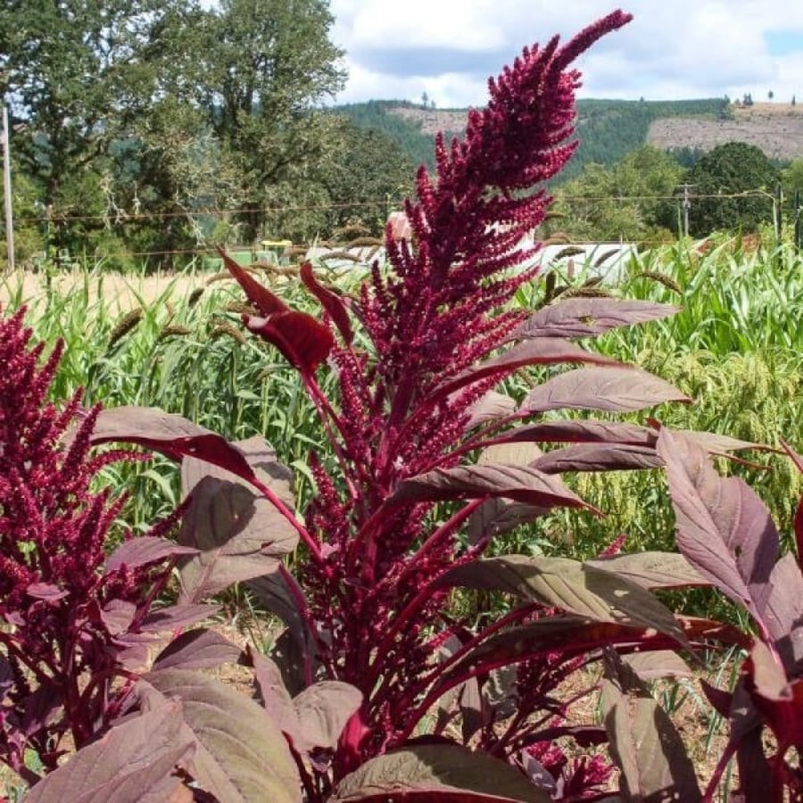 بذور الأمارنتس الأحمر - القطيفة الحمراء ( Amaranthus Cruentus )
