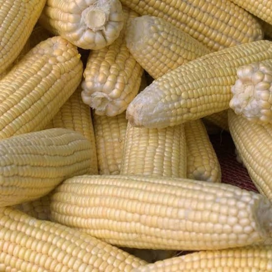 بذور ذرة شامية صفراء هجين ( Zea mays subsp )