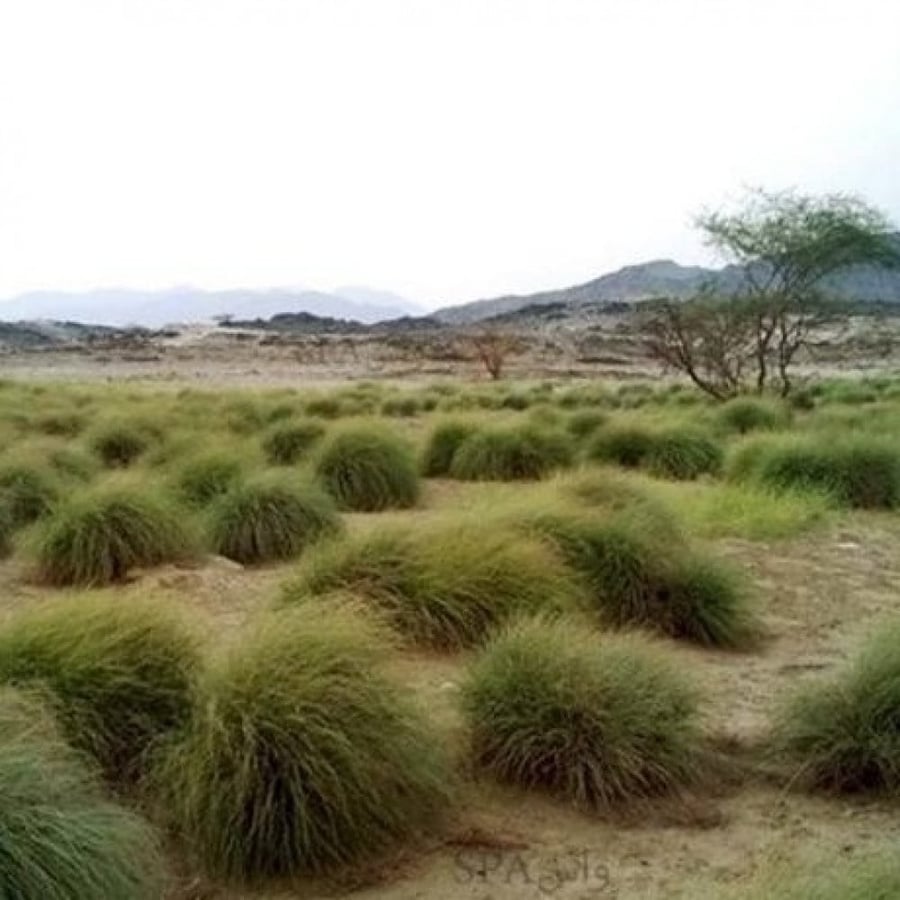 بذور عشبة الاذخر - السخبر ( cymbopogon )