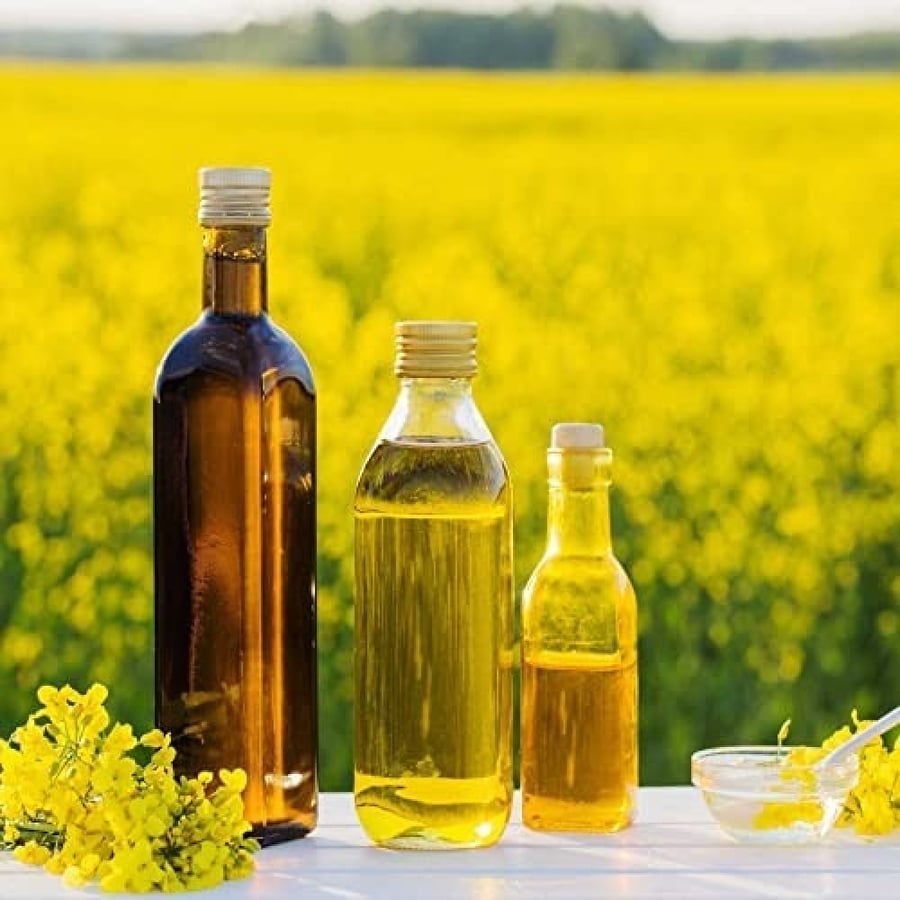 بذور نبات السلجم الزيتي ( brassica napus )