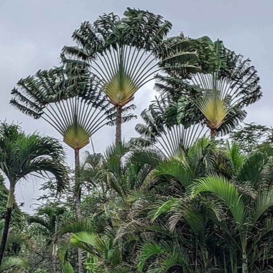 بذور نخيل المسافر - الموز الكاذب ( Ravenala madagascariensis )