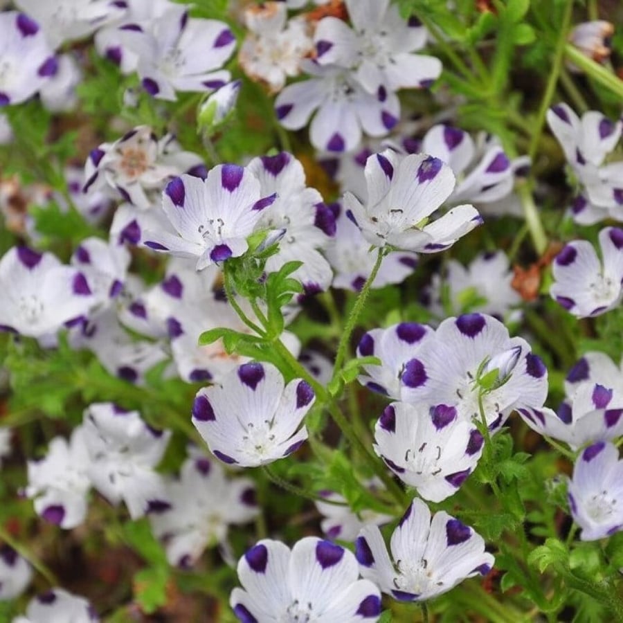 بذور زهرة البقع الخمس ( Nemophila maculata )