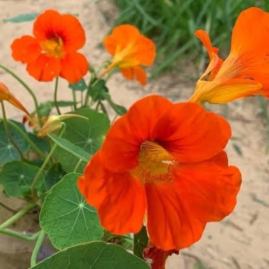 بذور زهرة السالبوت - أبو خنجر ( tropaeolum majus )