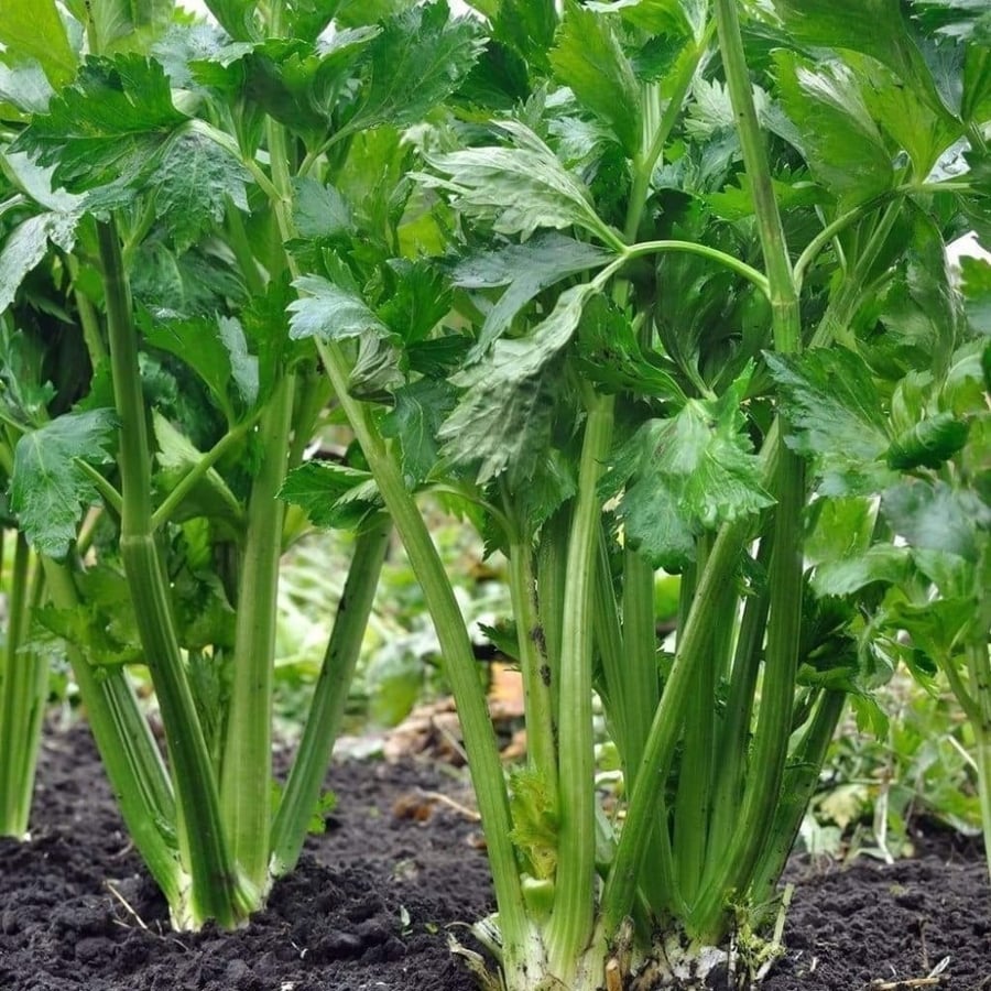 بذور نبات الكرفس ( Apium graveolens )