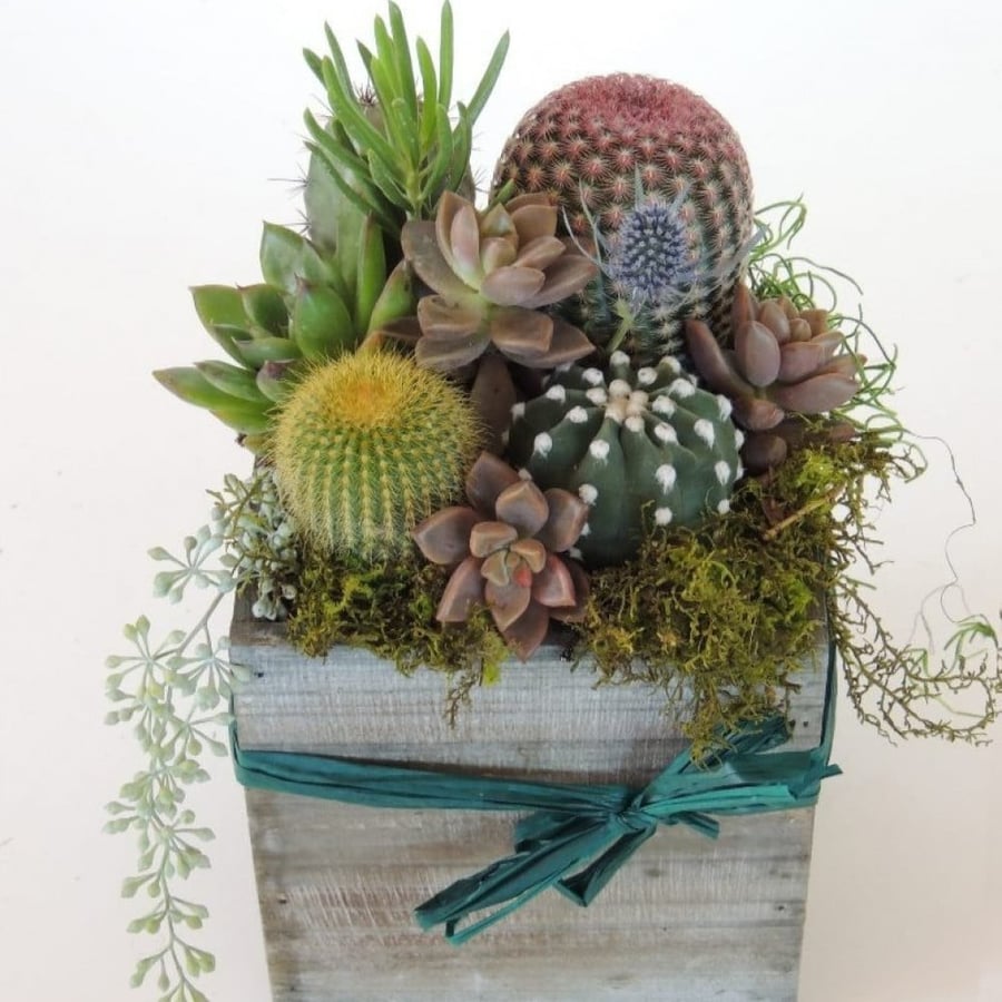 بذور صباريات ( cactaceae )