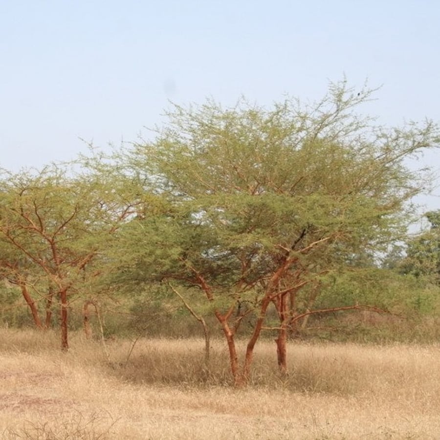 بذور سنط - طلح سيال الأحمر ( Acacia seyal )