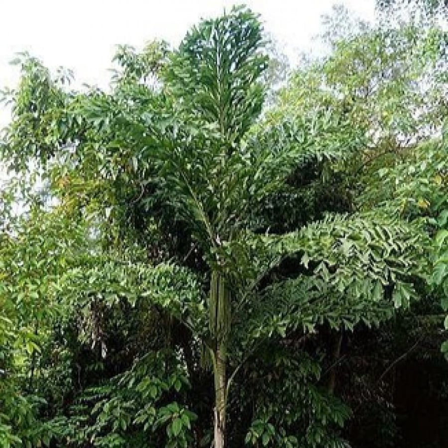 بذور نخيل ذيل السمكة - كاريوتا ( Caryota mitis )