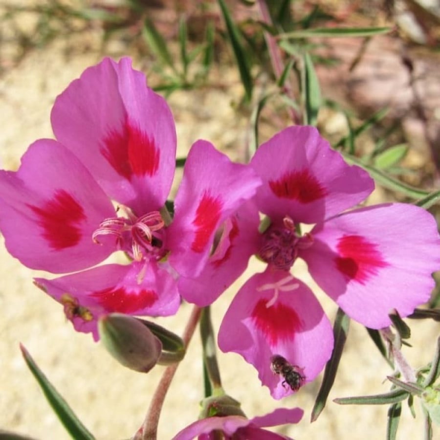 بذور زهرة وداع الربيع - جوديشيا ( Clarkia amoena )