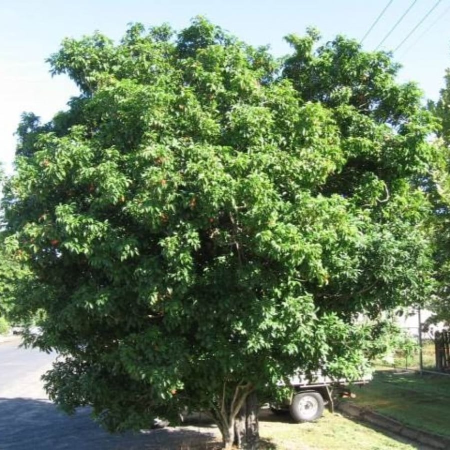 بذور شجرة هاربوليا - خشب التوليب ( Harpullia pendula )