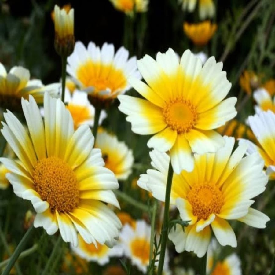 بذور زهرة الاقحوان التاجي - الأراولا ( Chrysanthemum coronarium )