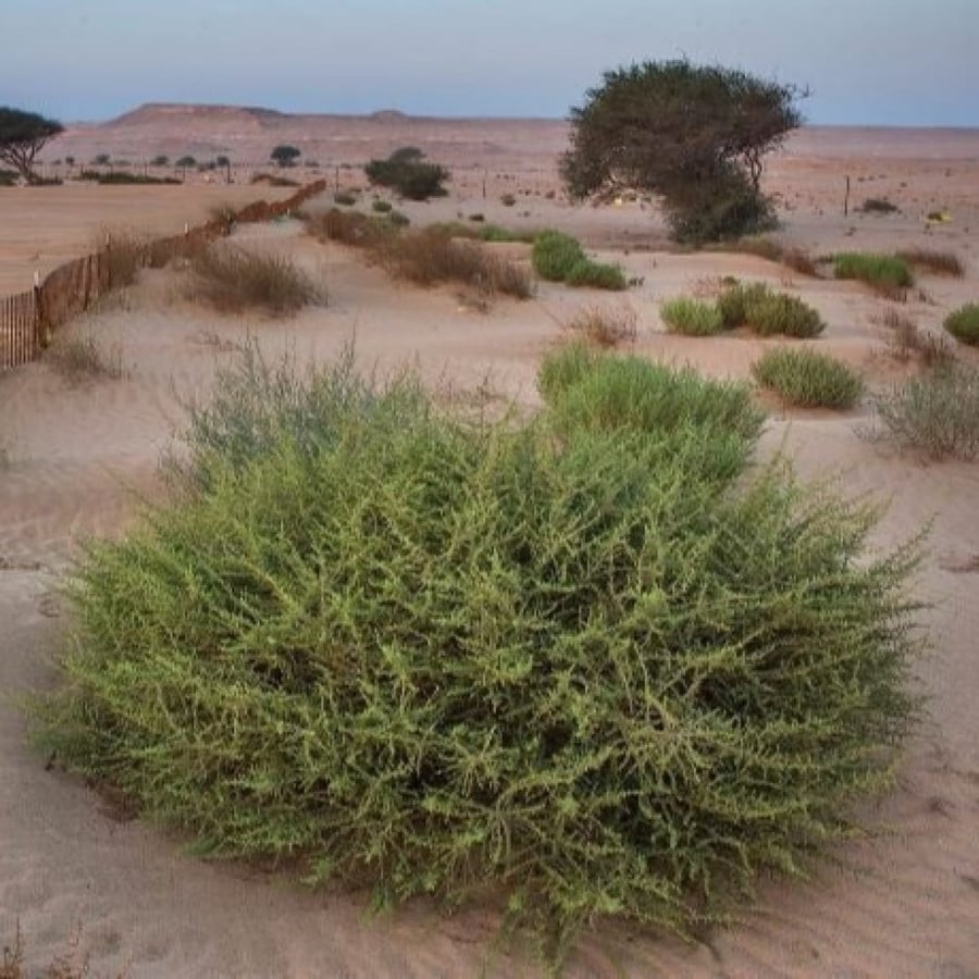 بذور شجيرة العراد الرعوية ( Salsola cyclophylla )