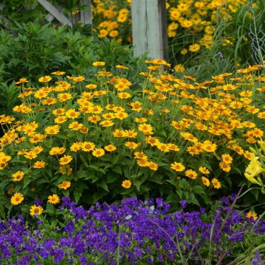 False sunflower seeds - Oxy (Heliopsis helianthoides)