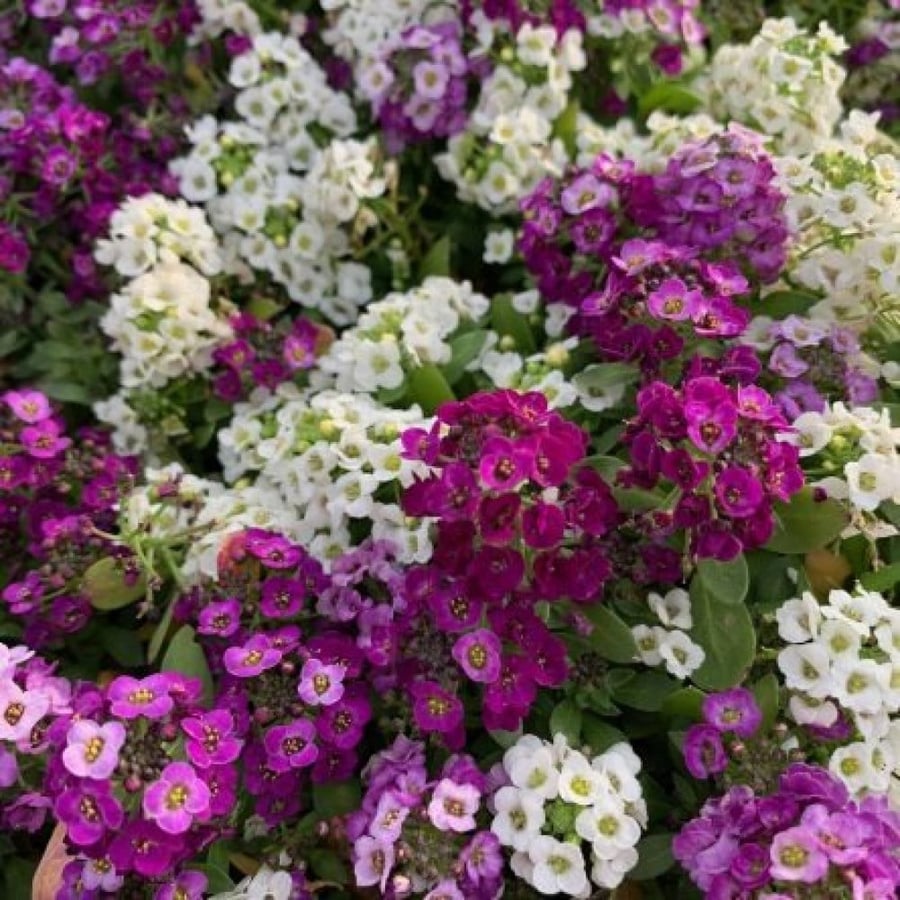 بذور زهرة الأليسم ( Lobularia maritima )