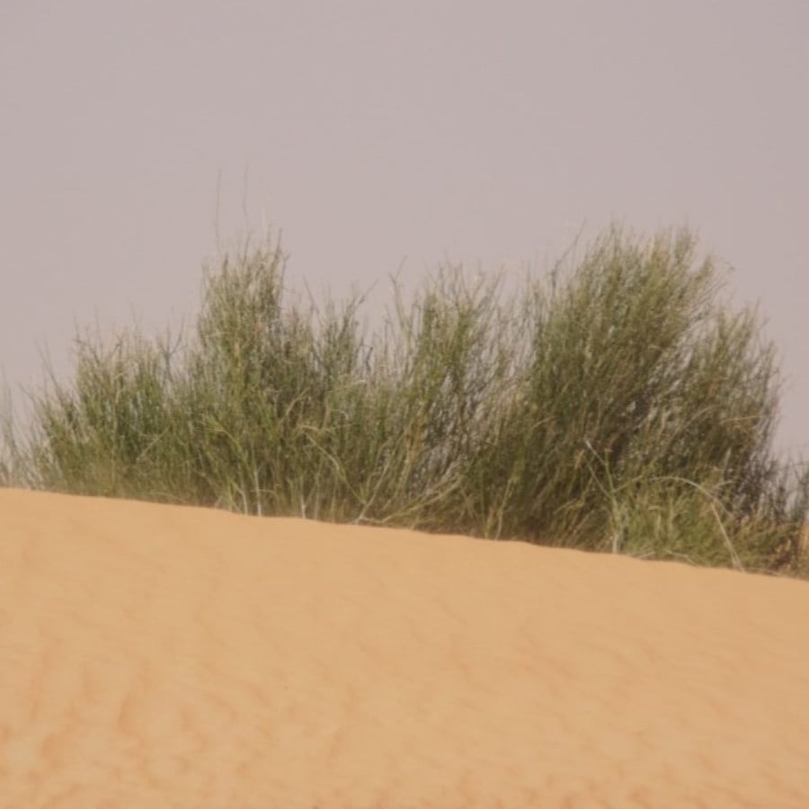 بذور شجيرة المرخ ( Leptadenia pyrotechnica )