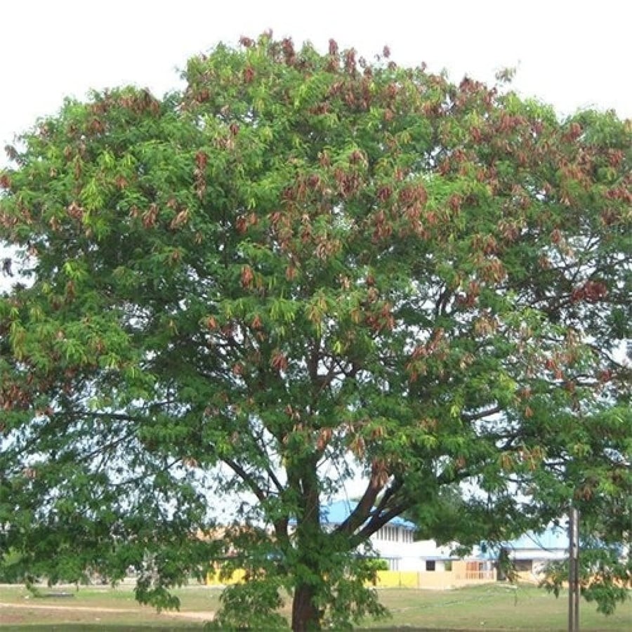 ‫بذور شجرة ليوسينا ( Leucaena leucocephala )‬