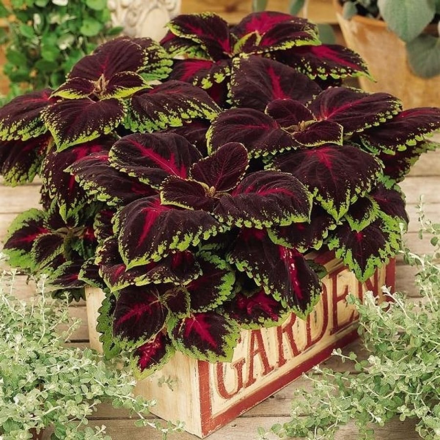 بذور زهرة السجاد ( Coleus Blume )