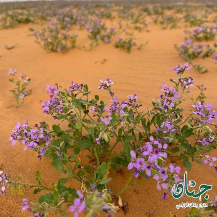 بذور الخزامى البرية ( Horwoodia dicksoniae )