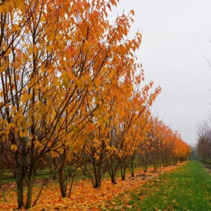 بذور شجرة ساكورا - الكرز الياباني ( Prunus serrulata )